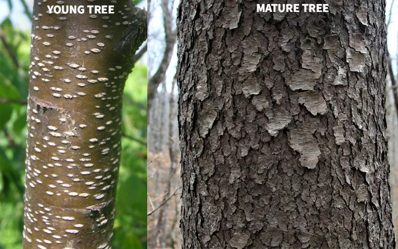 Wild Black Cherry Tree - 1 Gallon Pot 12 Wild Black Cherry Tree - 1 Gallon Pot - Image 10