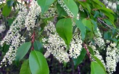 Wild Black Cherry Tree - 3 Gallon Pot -Wilson Bros Garden prunus serotina wild black cherry tree 8 1