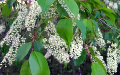 Wild Black Cherry Tree - 1 Gallon Pot 19 Wild Black Cherry Tree - 1 Gallon Pot -Wilson Bros Garden prunus serotina wild black cherry tree 8 2