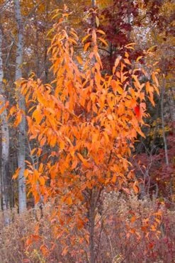 Wild Black Cherry Tree - 3 Gallon Pot -Wilson Bros Garden prunus serotina wild black cherry tree 9 1