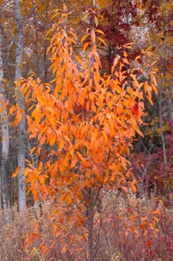 Wild Black Cherry Tree - 1 Gallon Pot 20 Wild Black Cherry Tree - 1 Gallon Pot -Wilson Bros Garden prunus serotina wild black cherry tree 9 2