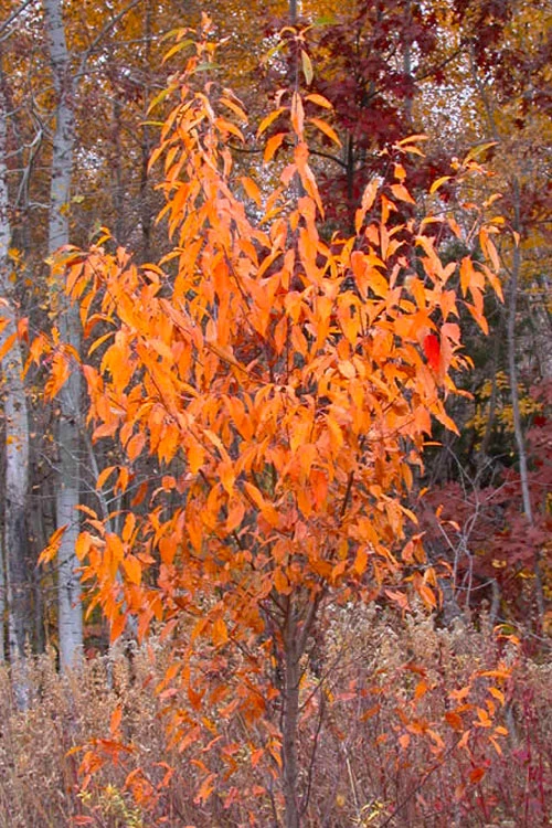 Wild Black Cherry Tree - 1 Gallon Pot 11 Wild Black Cherry Tree - 1 Gallon Pot - Image 9