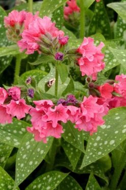 Shrimps On The Barbie Pulmonaria (Bethlehem Sage)- 6 Pack Of 1 Gallon Pots -Wilson Bros Garden pulmonaria shrimps on the barbie lungwort 4 1