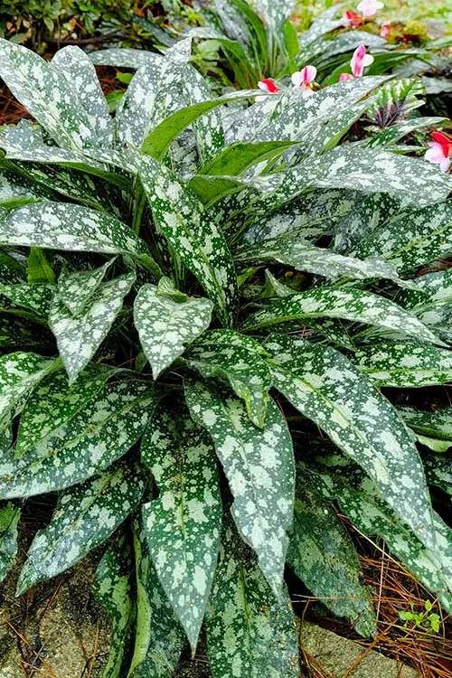 Trevi Fountain Pulmonaria (Bethlehem Sage) - 6 Pack Of 1 Gallon Pots 6 Trevi Fountain Pulmonaria (Bethlehem Sage) - 6 Pack Of 1 Gallon Pots - Image 4