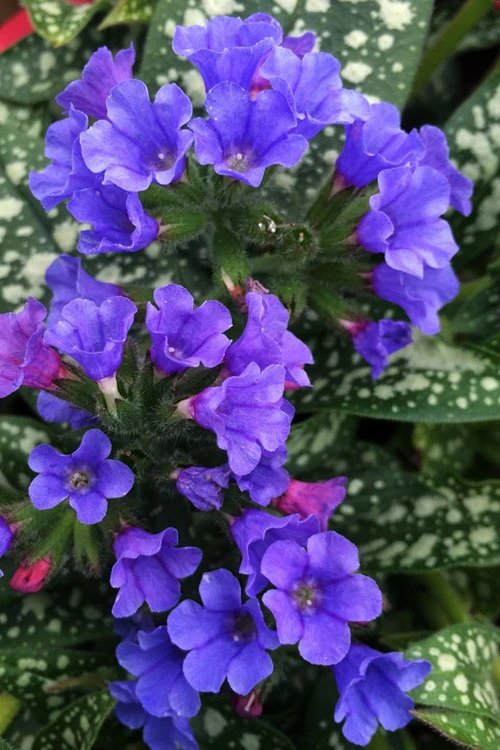 Trevi Fountain Pulmonaria (Bethlehem Sage) - 6 Pack Of 1 Gallon Pots 7 Trevi Fountain Pulmonaria (Bethlehem Sage) - 6 Pack Of 1 Gallon Pots - Image 5