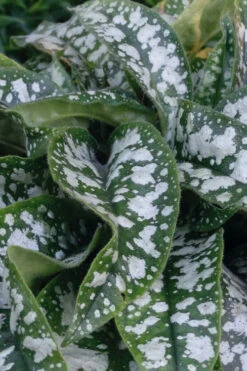 Trevi Fountain Pulmonaria (Bethlehem Sage) - 1 Gallon Pot -Wilson Bros Garden pulmonaria trevi fountain bethlehem sage lungwort 6 1