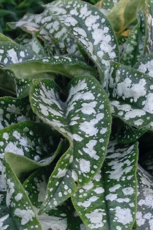 Trevi Fountain Pulmonaria (Bethlehem Sage) - 6 Pack Of 1 Gallon Pots 8 Trevi Fountain Pulmonaria (Bethlehem Sage) - 6 Pack Of 1 Gallon Pots - Image 6