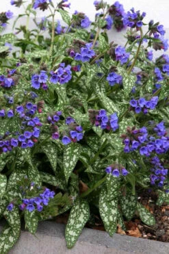 Trevi Fountain Pulmonaria (Bethlehem Sage) - 1 Gallon Pot -Wilson Bros Garden pulmonaria trevi fountain bethlehem sage lungwort 7 1