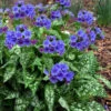 Trevi Fountain Pulmonaria (Bethlehem Sage) - 6 Pack Of 1 Gallon Pots -Wilson Bros Garden pulmonaria trevi fountain bethlehem sage lungwort 8