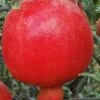 Russian Cold Hardy Pomegranate - 3 Gallon Pot -Wilson Bros Garden punica granatum russian pomegranate 10