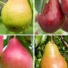 4-in-1 Combo Pear Tree - 7 Gallon Pot 2 4-in-1 Combo Pear Tree - 7 Gallon Pot -Wilson Bros Garden pyrus 4 in 1 combo pear tree 10