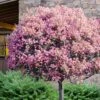 Rosalinda Indian Hawthorn Single Trunk Tree - 7 Gallon Pot (6-7') 2 Rosalinda Indian Hawthorn Single Trunk Tree - 7 Gallon Pot (6-7') -Wilson Bros Garden rhaphiolepis rosalind majestic beauty indian hawthorn tree 10