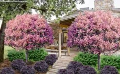 Rosalinda Indian Hawthorn Single Trunk Tree - 7 Gallon Pot (6-7') -Wilson Bros Garden rhaphiolepis rosalind majestic beauty indian hawthorn tree 8