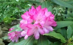 Southgate 'Radiance' Rhododendron - 1 Gallon Pot -Wilson Bros Garden rhododendron southgate radiance