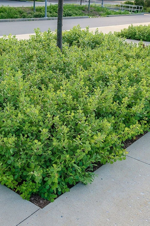 Gro-Low Fragrant Sumac (Rhus Aromatica) - 1 Gallon Pot 6 Gro-Low Fragrant Sumac (Rhus Aromatica) - 1 Gallon Pot - Image 4