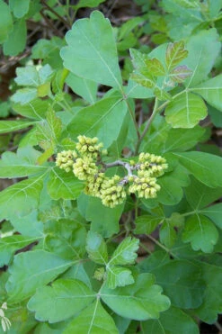 Gro-Low Fragrant Sumac (Rhus Aromatica) - 1 Gallon Pot 17 Gro-Low Fragrant Sumac (Rhus Aromatica) - 1 Gallon Pot -Wilson Bros Garden rhus aromatica gro low fragrant sumac 3