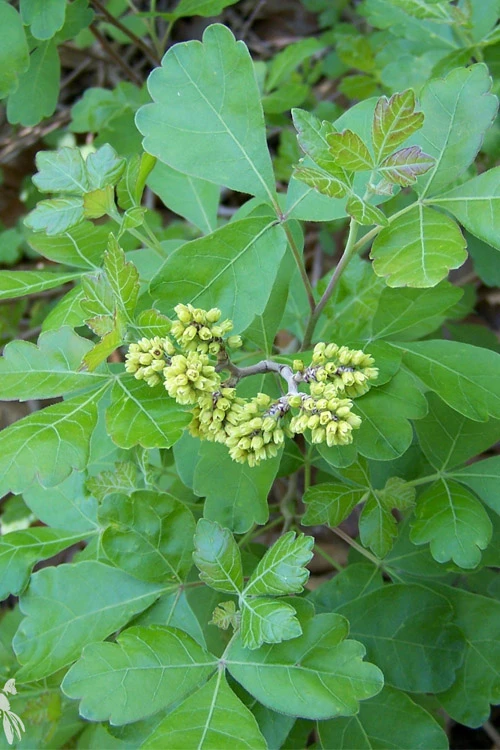 Gro-Low Fragrant Sumac (Rhus Aromatica) - 1 Gallon Pot 9 Gro-Low Fragrant Sumac (Rhus Aromatica) - 1 Gallon Pot - Image 7