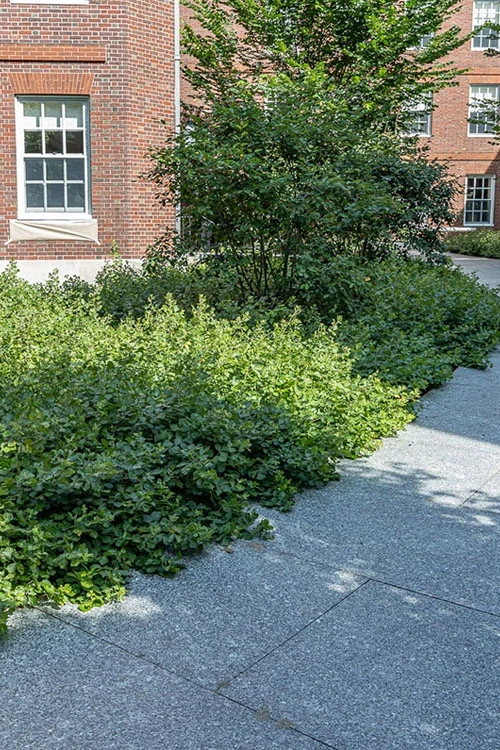 Gro-Low Fragrant Sumac (Rhus Aromatica) - 1 Gallon Pot 10 Gro-Low Fragrant Sumac (Rhus Aromatica) - 1 Gallon Pot - Image 8