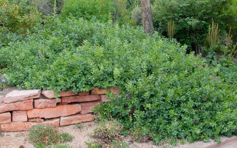 Gro-Low Fragrant Sumac (Rhus Aromatica) - 1 Gallon Pot 7 Gro-Low Fragrant Sumac (Rhus Aromatica) - 1 Gallon Pot - Image 5