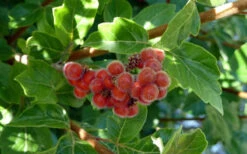 Gro-Low Fragrant Sumac (Rhus Aromatica) - 1 Gallon Pot 19 Gro-Low Fragrant Sumac (Rhus Aromatica) - 1 Gallon Pot -Wilson Bros Garden rhus aromatica gro low fragrant sumac 6