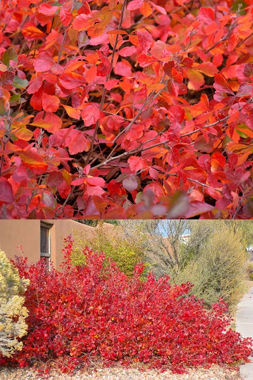 Gro-Low Fragrant Sumac (Rhus Aromatica) - 1 Gallon Pot 3 Gro-Low Fragrant Sumac (Rhus Aromatica) - 1 Gallon Pot