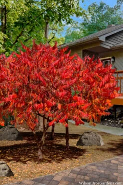 Staghorn Sumac (Rhus Typhina) - 1 Gallon Pot -Wilson Bros Garden rhus typhina staghorn sumac 10 2