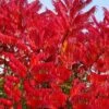 Staghorn Sumac (Rhus Typhina) - 3 Gallon Pot 1 Staghorn Sumac (Rhus Typhina) - 3 Gallon Pot -Wilson Bros Garden rhus typhina staghorn sumac 11 1