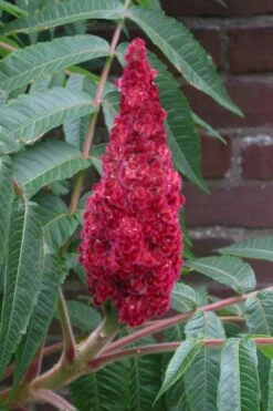 Staghorn Sumac (Rhus Typhina) - 3 Gallon Pot -Wilson Bros Garden rhus typhina staghorn sumac 2 1