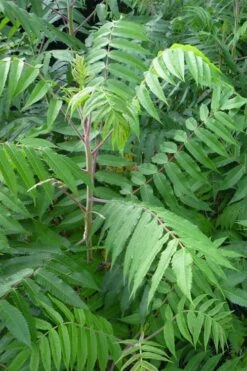 Staghorn Sumac (Rhus Typhina) - 3 Gallon Pot -Wilson Bros Garden rhus typhina staghorn sumac 3 1