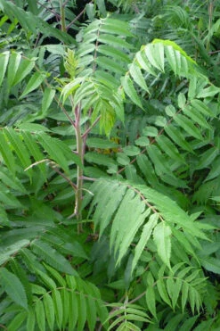 Staghorn Sumac (Rhus Typhina) - 1 Gallon Pot -Wilson Bros Garden rhus typhina staghorn sumac 3 2