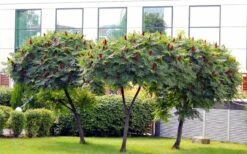 Staghorn Sumac (Rhus Typhina) - 3 Gallon Pot -Wilson Bros Garden rhus typhina staghorn sumac 5 1