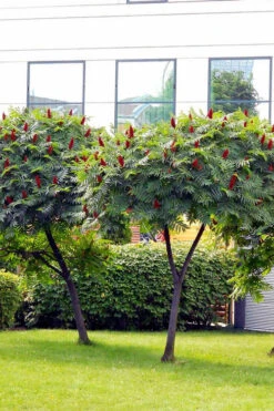 Staghorn Sumac (Rhus Typhina) - 1 Gallon Pot -Wilson Bros Garden rhus typhina staghorn sumac 7 2