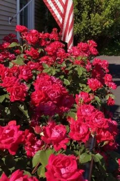 Red Double Knock Out Rose - 1 Gallon Pot -Wilson Bros Garden rosa double red knock out rose 103