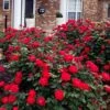 Red Double Knock Out Rose - 2 Gallon Pot -Wilson Bros Garden rosa double red knock out rose 107 1