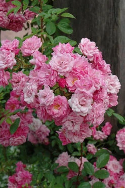 Peggy Martin Climbing Rose - 2 Gallon Pot -Wilson Bros Garden rosa peggy martin climbing rose 1 1