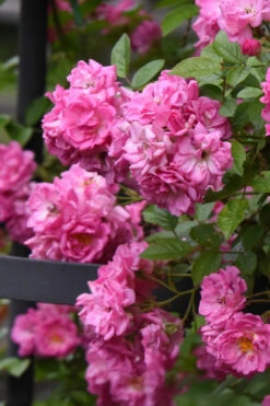 Peggy Martin Climbing Rose - 2 Gallon Pot -Wilson Bros Garden rosa peggy martin climbing rose 10 1