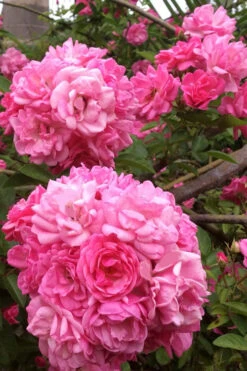Peggy Martin Climbing Rose - 2 Gallon Pot -Wilson Bros Garden rosa peggy martin climbing rose 11 1