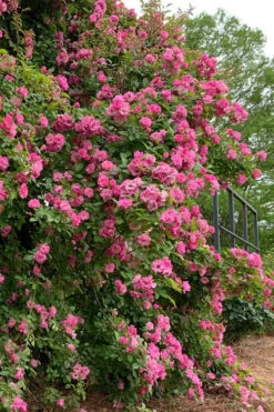 Peggy Martin Climbing Rose - 1 Gallon Pot -Wilson Bros Garden rosa peggy martin climbing rose 2