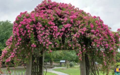 Peggy Martin Climbing Rose - 2 Gallon Pot -Wilson Bros Garden rosa peggy martin climbing rose 7 1