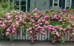 Peggy Martin Climbing Rose - 1 Gallon Pot -Wilson Bros Garden rosa peggy martin climbing rose 8