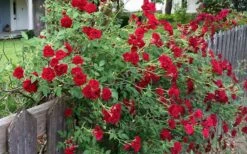 Red Cascade Miniature Climbing Rose - 2.5 Quart Pot -Wilson Bros Garden rosa red cascade rose 100