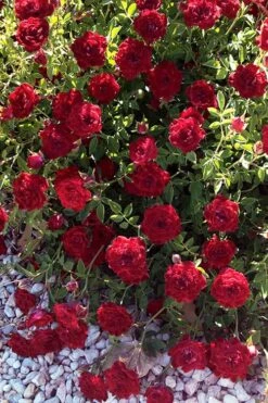 Red Cascade Miniature Climbing Rose - 2.5 Quart Pot -Wilson Bros Garden rosa red cascade rose 101