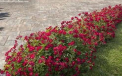 Red Drift Groundcover Rose - 1 Gallon Pot 14 Red Drift Groundcover Rose - 1 Gallon Pot -Wilson Bros Garden rosa red drift dwarf rose 100