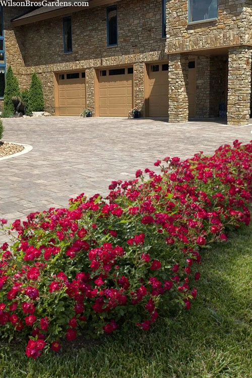 Red Drift Groundcover Rose - 1 Gallon Pot 6 Red Drift Groundcover Rose - 1 Gallon Pot - Image 4