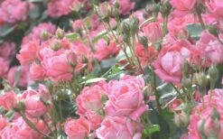 The Georgia Peach Shrub Rose - 1 Gallon Pot -Wilson Bros Garden rose georgia peach 11