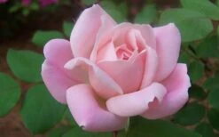 The Georgia Peach Shrub Rose - 1 Gallon Pot -Wilson Bros Garden rose georgia peach shrub