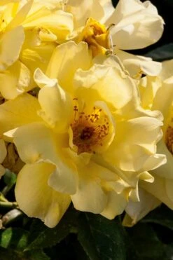 Lemon Drift Groundcover Rose - 1 Gallon Pot 11 Lemon Drift Groundcover Rose - 1 Gallon Pot -Wilson Bros Garden rose lemon drift 1 1