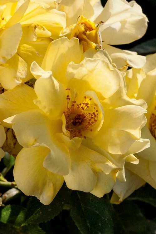 Lemon Drift Groundcover Rose - 2 Gallon Pot 6 Lemon Drift Groundcover Rose - 2 Gallon Pot - Image 4