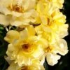 Lemon Drift Groundcover Rose - 1 Gallon Pot -Wilson Bros Garden rose lemon drift 3 1