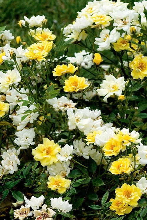 Lemon Drift Groundcover Rose - 1 Gallon Pot 7 Lemon Drift Groundcover Rose - 1 Gallon Pot - Image 5